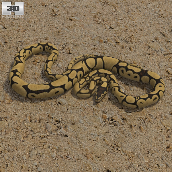 Common Python 3d model