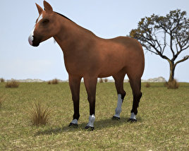 Thoroughbred Low Poly 3D model