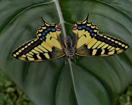 Machaon Low Poly Modelo 3D