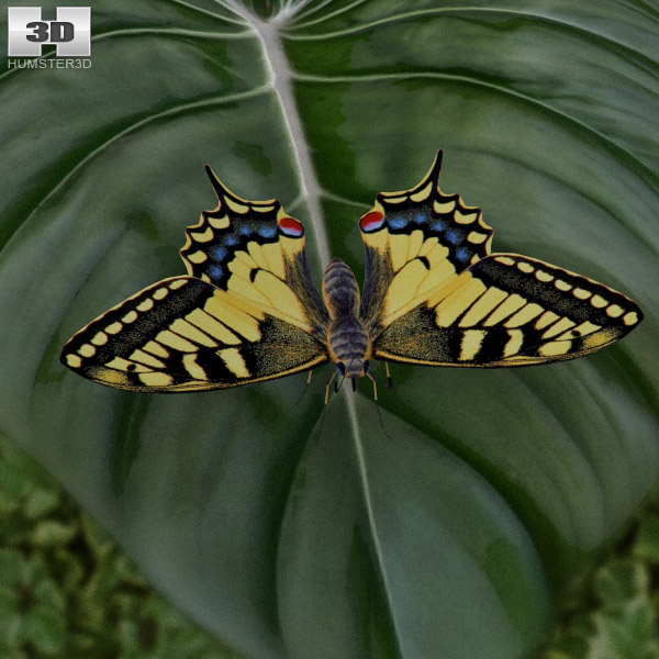 Machaon Low Poly 3D model