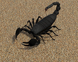Emperor Scorpion Low Poly 3D model