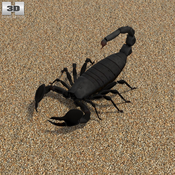 Emperor Scorpion 3D model