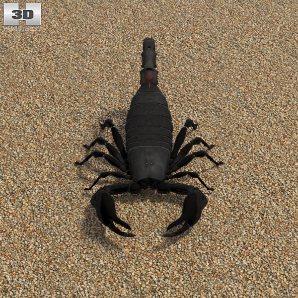 Emperor Scorpion Modello 3D