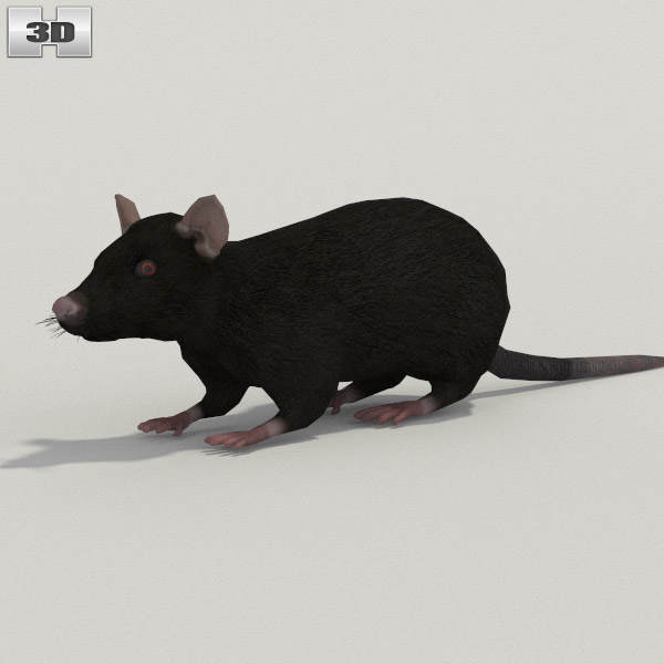 Black Rat 3D 모델 