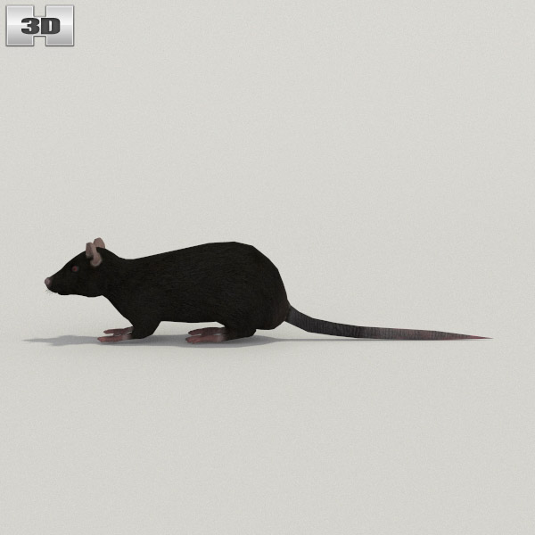 黒いネズミ 3Dモデル
