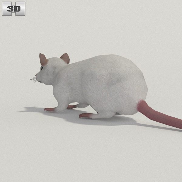 White Rat 3D модель.