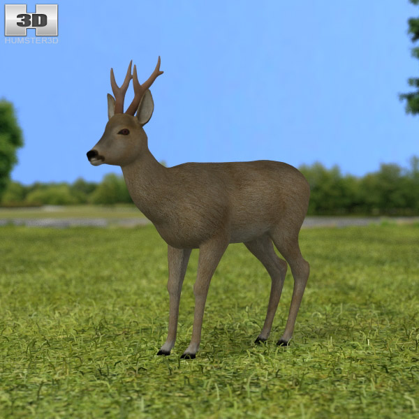 Roe Deer Low Poly 3D model