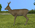 Roe Deer Modèle 3d