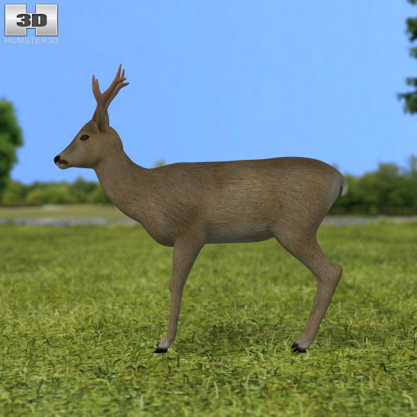 Roe Deer 3D模型