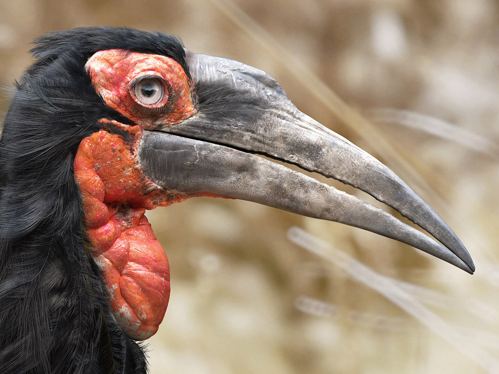 Souther ground Hornbill