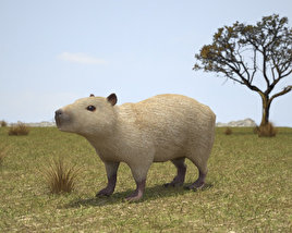 Capybara 3D 모델 