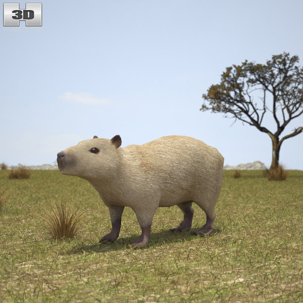 Capybara Low Poly 3D model