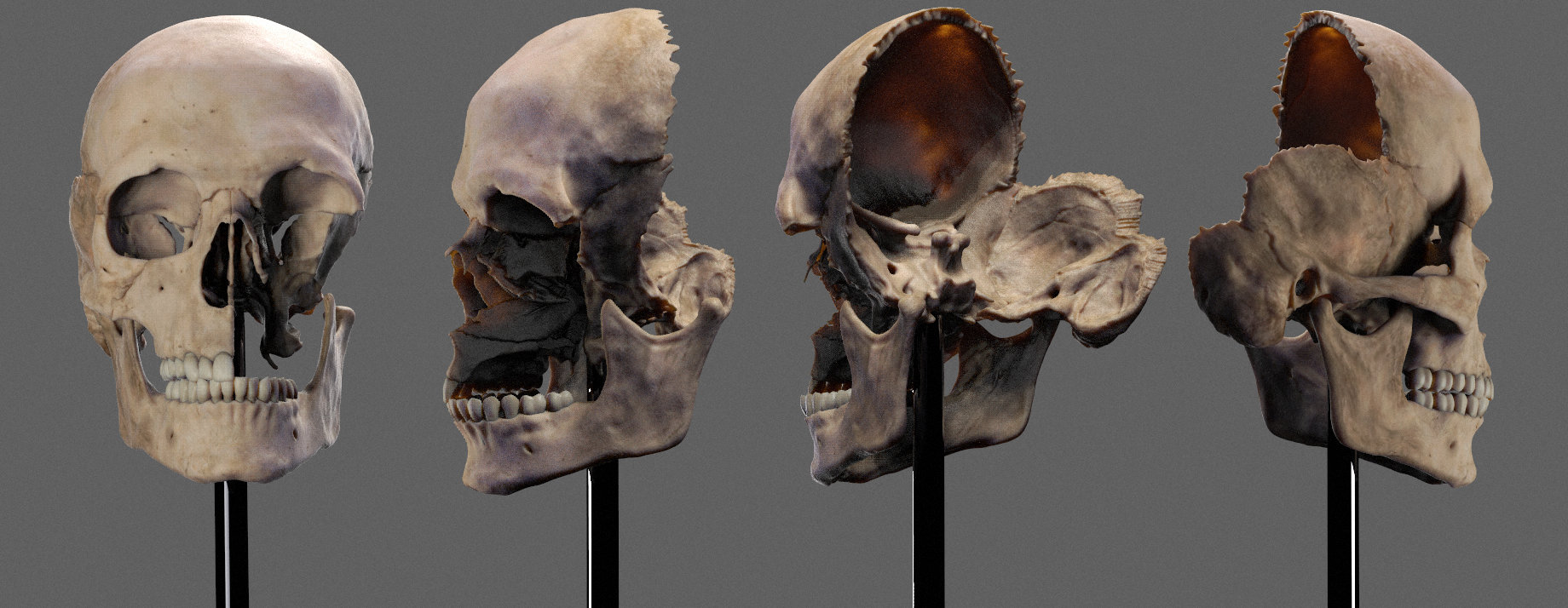 Human skull by Dmitrij Leppée