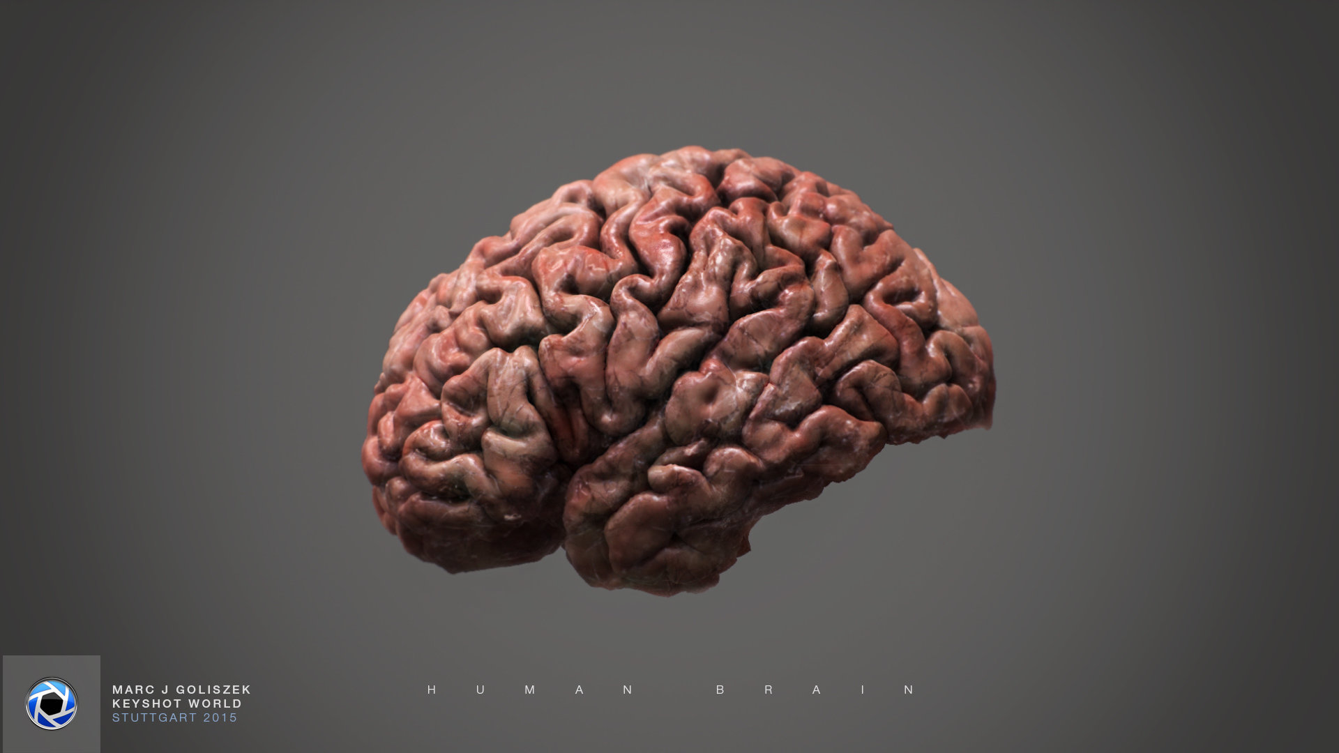 Human Brain by Marc J. Goliszek