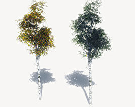 Birch Trees