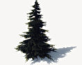 Pine Tree Free 3D model