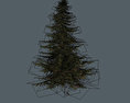 Pine Tree Free 3D model