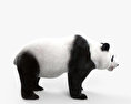 Panda gigante Modello 3D