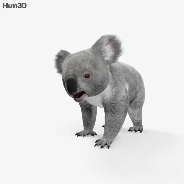 Koala 3D model