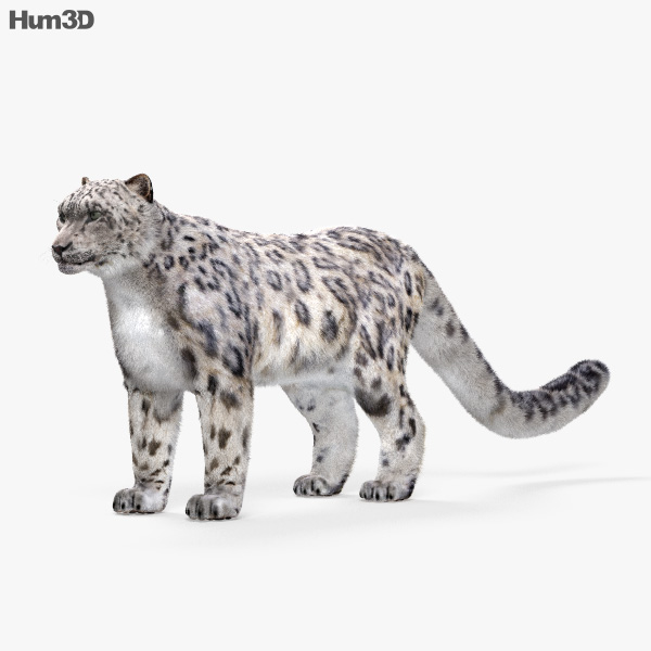 Leopardo-das-neves Modelo 3d