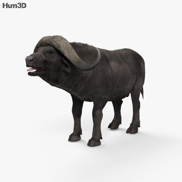 Búfalo africano Modelo 3D