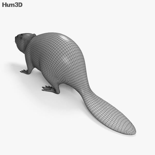 ビーバー 3dモデル 動物 On Hum3d