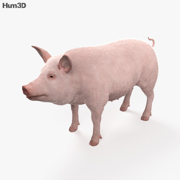 Pig HD 3D model