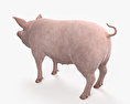 Pig HD 3d model