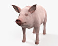 猪 3D模型