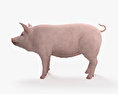돼지 3D 모델 