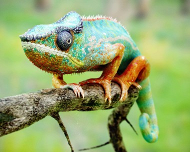 Chameleon