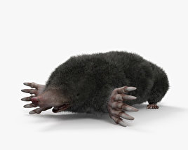 Taupe à queue glabre Modèle 3D