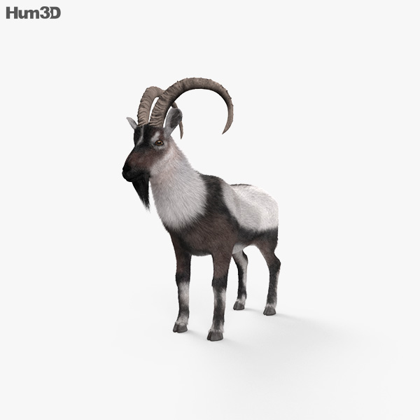 Wild Goat HD 3D model