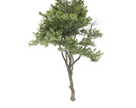 Baum