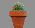 Cactus plant Modello 3D gratuito