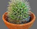 Cactus plant Kostenloses 3D-Modell