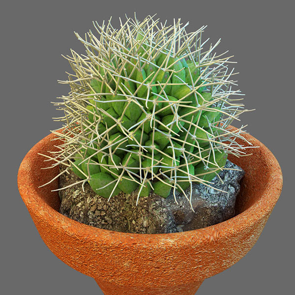 cactus plant 3d model free download