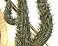 Cactus Free 3D model