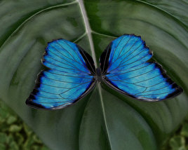 Morpho Amathonte 3D模型