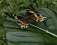 Madagascan Sunset Moth 3d model
