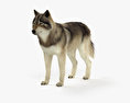 Gray Wolf HD 3d model