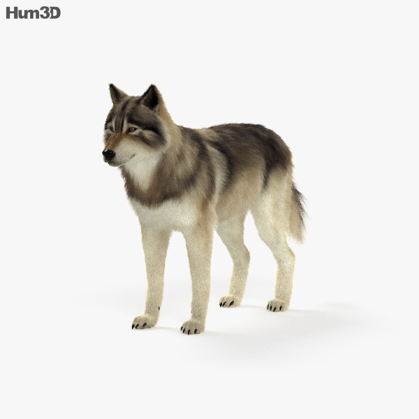 Gray Wolf HD 3D model