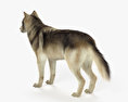 Gray Wolf HD 3d model