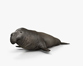 Northern Elephant Seal HD 3D model