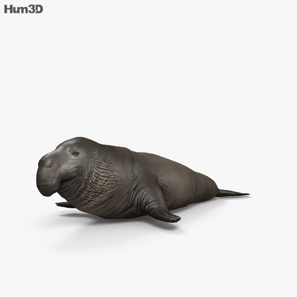 Nördlicher See-Elefant 3D-Modell