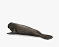 Northern Elephant Seal HD 3d model