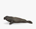 Northern Elephant Seal HD 3d model