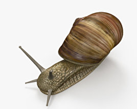 Snail HD 3D model