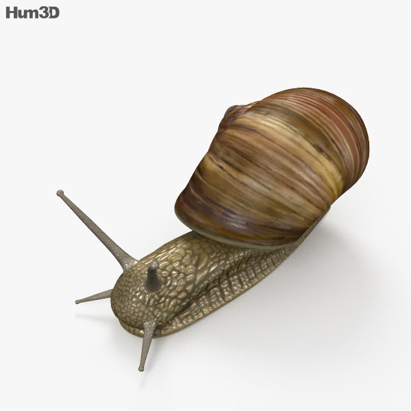 Snail 3D model