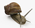 Snail HD 3d model